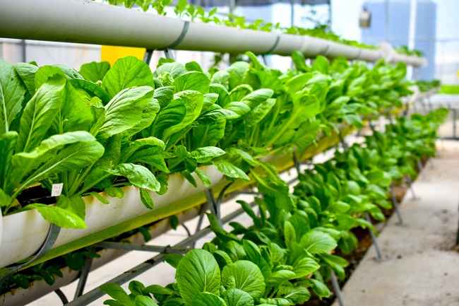 Farming Urban, Cara Gaul Anak Kota Bercocok Tanam